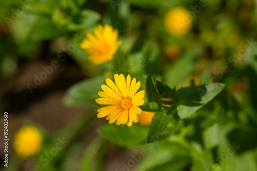Schilderij op canvas Calendula arvensis or Field marigold, a beautiful and yellow flower from Mediter