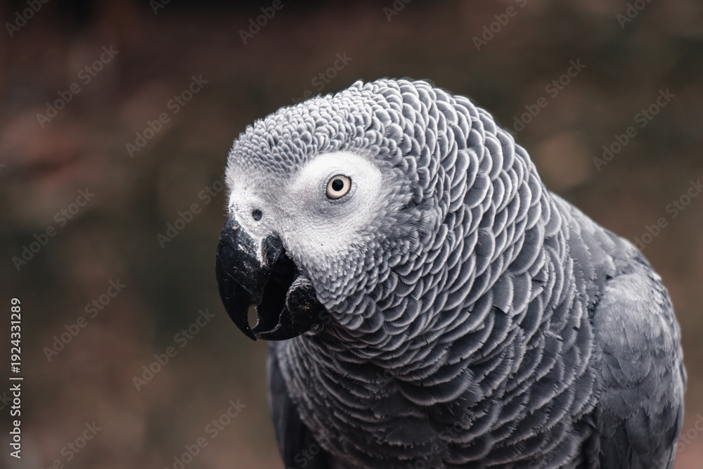 Fototapeta premium Perroquet gris du Gabon en portrait, oiseau exotique au regard expressif