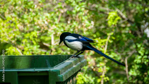 magpie forages for food at garbage dump in city, black and white color, long tail, omnivorous bird