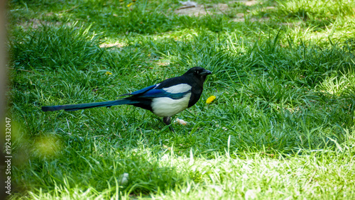 Fotografia magpie on young grass in city, looking for food, black and white color, long tai