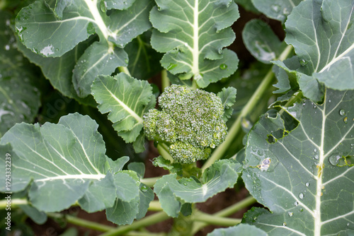 Organic broccoli seedlings ...