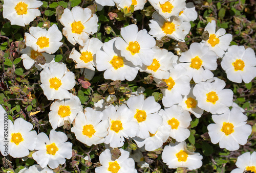 Laden; It is a plant specie...