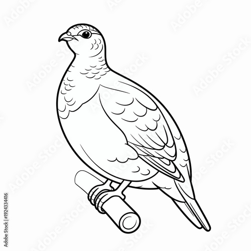 Graceful line drawing of a quail bird perched with elegant simplicity isolated on white background, Vector, illustration