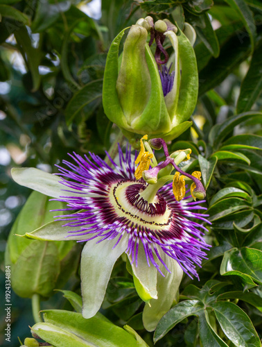 Close up passiflora. Passio...