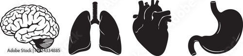Black and white of human brain lungs heart and stomach internal organs