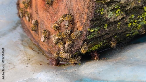 Honey bees drinking water and collecting moisture from a wet log