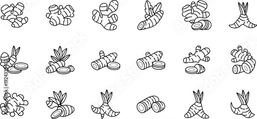 Collection of hand-drawn ginger and turmeric root sketches in black and white line art style