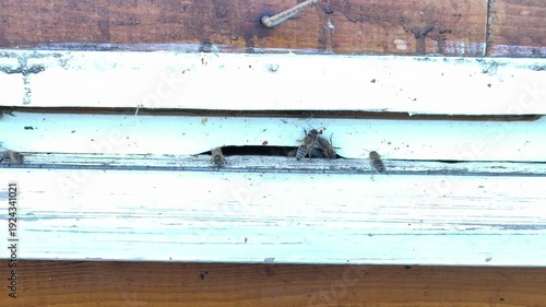 Honey bees performing cleansing flight at the hive entrance in February
