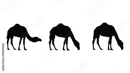 Three black silhouettes of camels foraging in a line against a white background