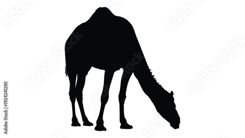 A black silhouette of a camel foraging head lowered to the ground