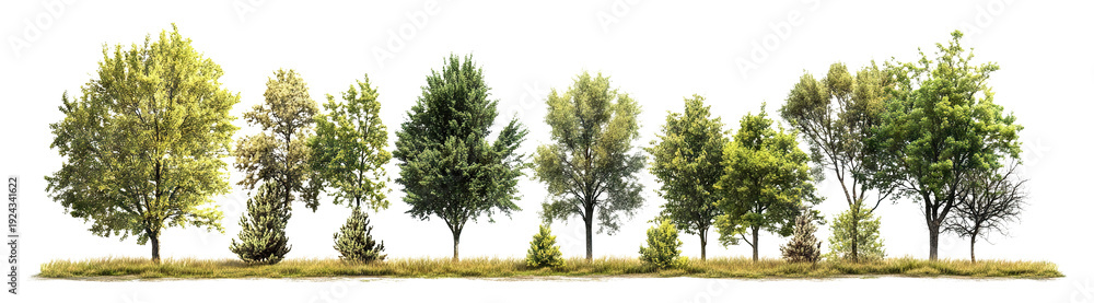 Naklejka premium Forest tree row composition, isolated on transparent cutout background