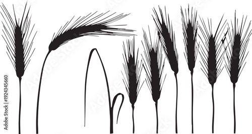 Black silhouettes of wheat or grass plants on white background