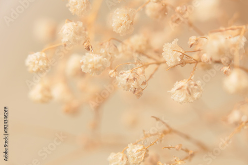 Wallpaper Mural Smoke selective soft focus Gypsophila Flower twig branch. Nature beige, brown blur neutral background. Torontodigital.ca