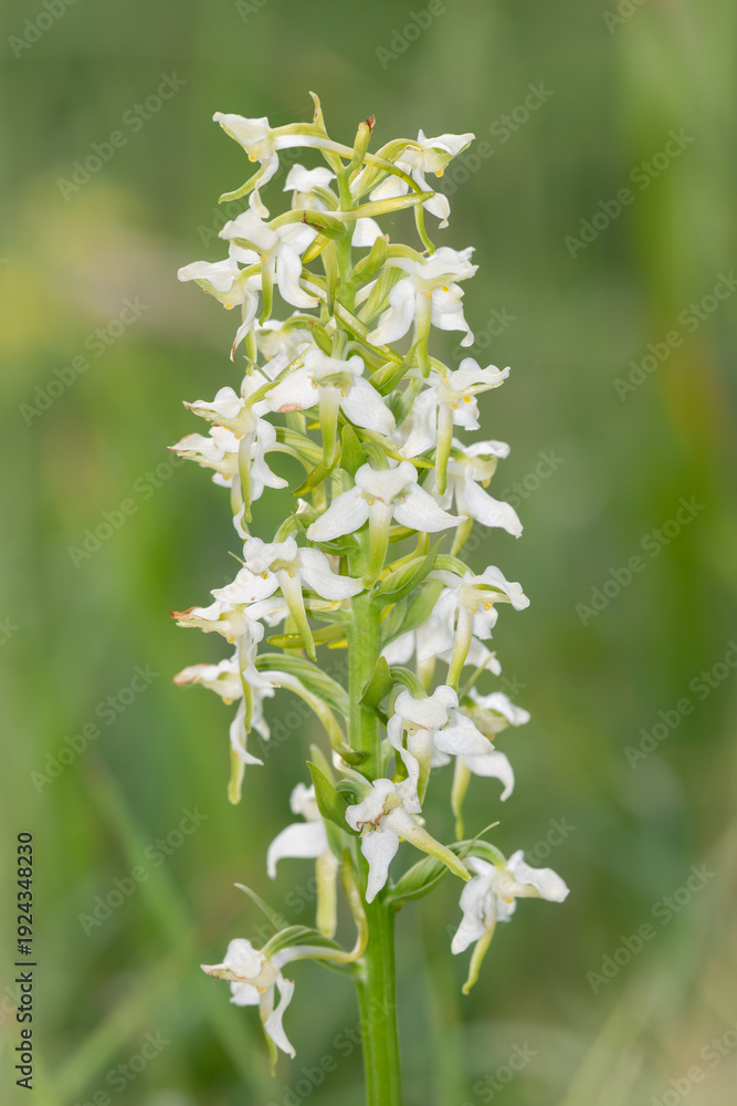 Fototapeta premium Close up of a greater butterfly orchid (platanthera chlorantha) in bloom