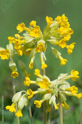 Close up of a cowslip (primula veris) flower in bloom