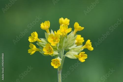 Close up of a cowslip (primula veris) flower in bloom
