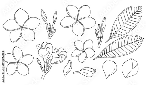 Botanical plumeria and frangipani flower line drawing vector set for coloring book pages