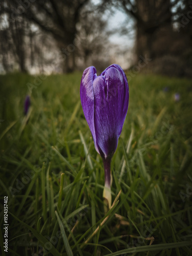 Purple Crocus Flowers Emerging in Fresh Spring Grass