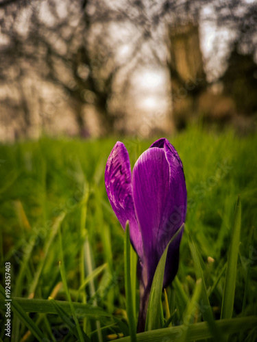 Purple Crocus Flowers Emerging in Fresh Spring Grass