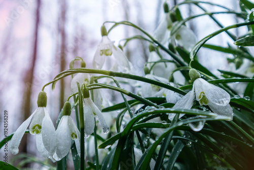 Snowdrops bloom elegantly in a tranquil woodland, their white petals adorned with dew