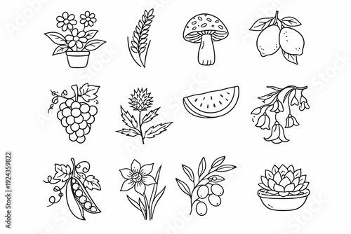 Hand-drawn line art icon set with potted flowers, wheat, mushroom, lemons, grapes, thistle, watermelon, bellflower, peas, daffodil, olives and succulent for packaging, crafts and coloring.