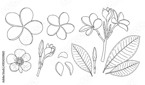 Botanical specimen plumeria and frangipani flower outline vector collection for coloring books
