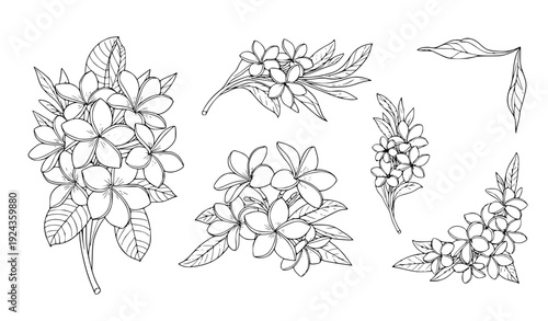 Decorative plumeria and frangipani floral outline vector set for adult coloring book pages