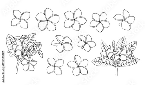 Minimal plumeria and frangipani flower line art vector pack isolated on white for coloring books