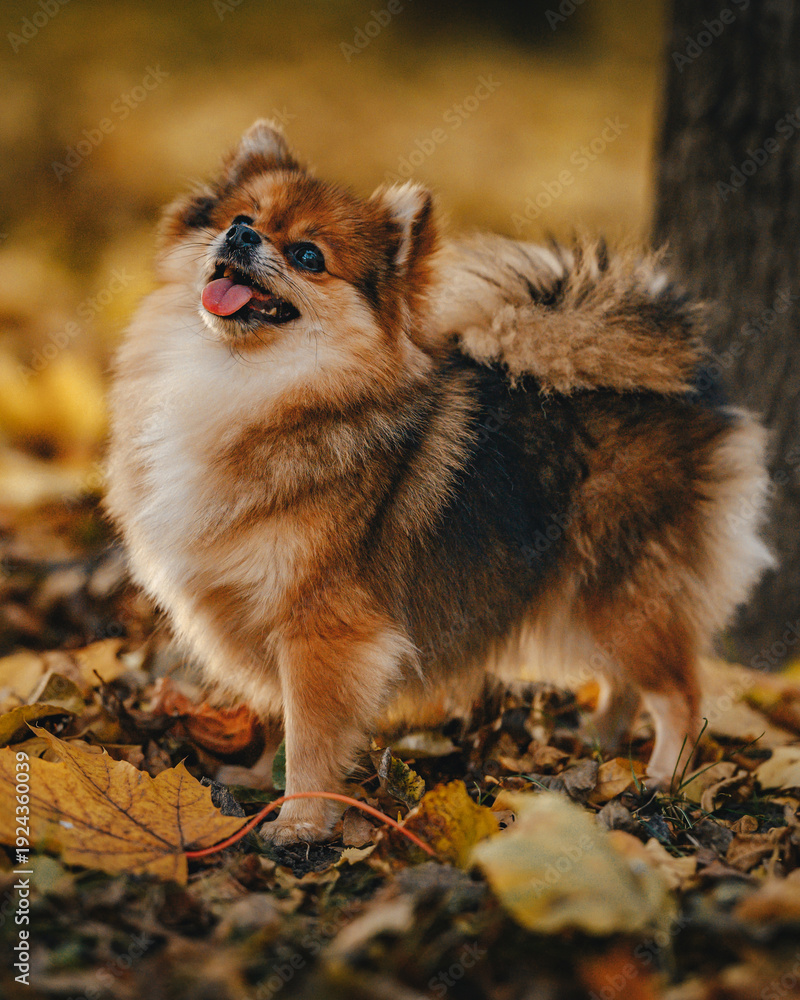 Obraz premium Pomeranian Spitz dog standing on fallen leaves with tongue out