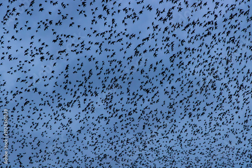 Looking up at starlings in flight at dusk