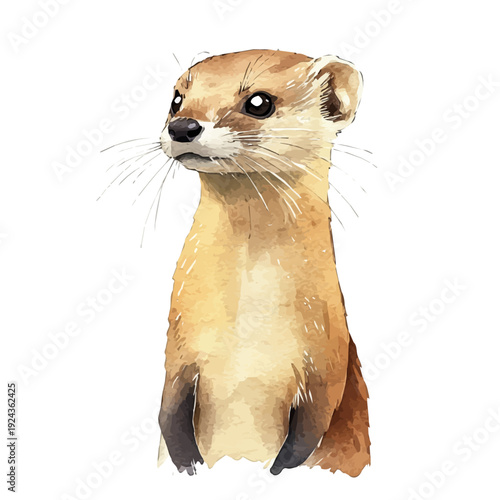 Weasel, watercolor illustration vector, isolated on a white background.