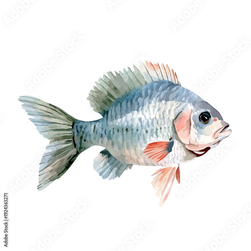 watercolor vector of Tilapia, isolated on a white background.