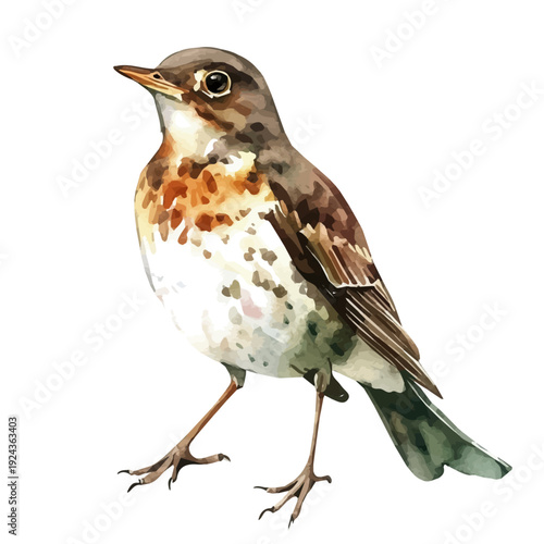 watercolor of Thrush, vector, isolated on a white background.
