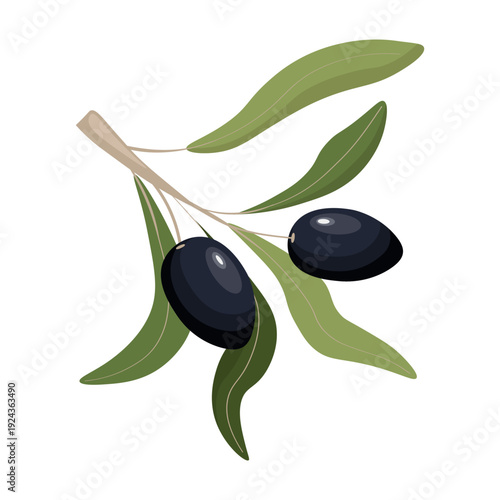 Black olive branch with ripe dark olives and green leaves isolated on white background flat vector illustration