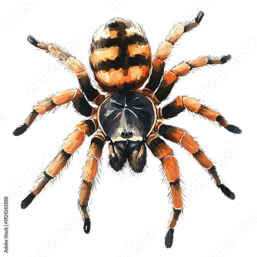 watercolor vector of Tarantula, isolated on a white background.