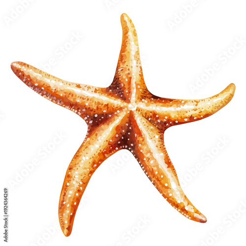 watercolor vector of Starfish, isolated on a white background.