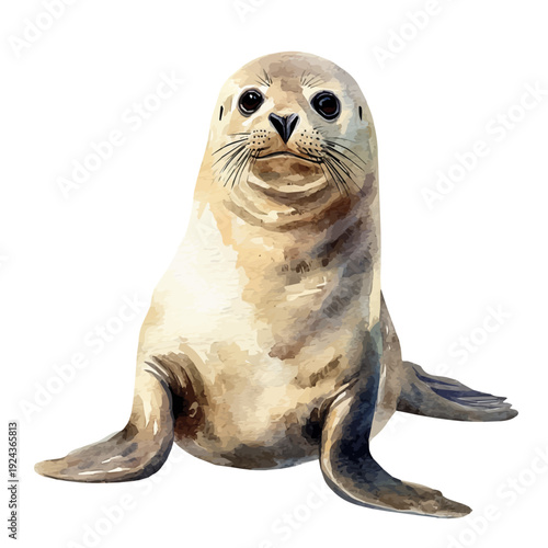 watercolor vector of Seal, isolated on a white background.