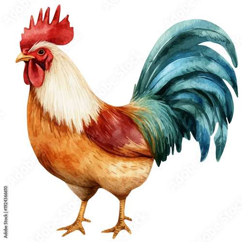 Rooster, watercolor painting vector, isolated on a white background.