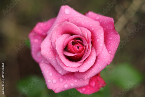 One purple rose with water drops on the petals after a summer rain.