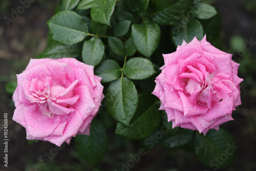 Two large pink roses with raindrops on the petals.