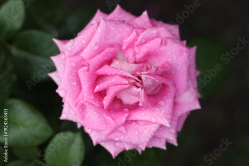 A large pink rose on a rainy summer day.