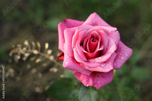 A beautiful pink rose with water drops on the petals after a summer rain.