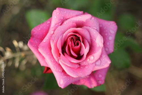One purple rose with drops of summer rain on the petals.