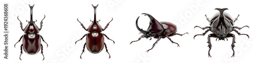 Set of the isolated Rhinoceros stag beetle isolated on white background high quality stock image file.PRO PNG.,.
