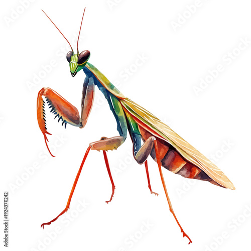 Mantis, watercolor painting vector, isolated on a white background.