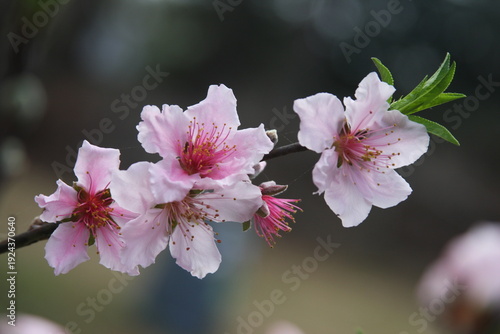 Peach blossoms in soft natural light with delicate pink petals and spring atmosphere