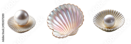  Set of a pearl in a Shell isolated on a transparent background 