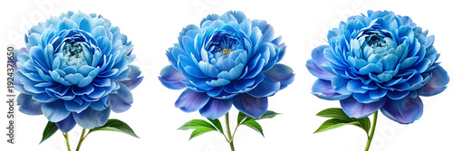 Set of a Stunning Blue peony isolated on a transparent background