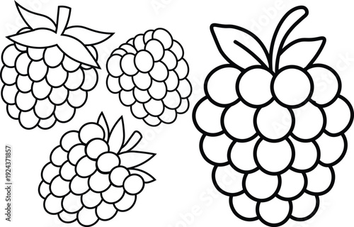 A black and white line drawing depicts four ripe raspberries with detailed textured surfaces and leafy green stems high quality professional
