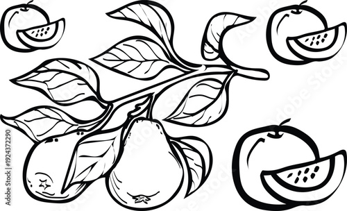 A detailed black and white illustration depicts various fruits including apples pears and melons with leafy branches high quality professional modern